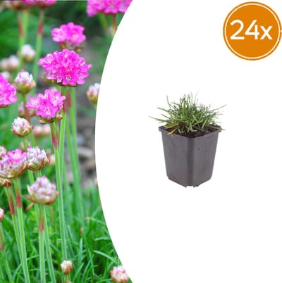 Tuinplantenshop.com | Armeria m. 'Splendens' | 24 stuks - Ø9cm - 10-25cm hoog - Tuinplant