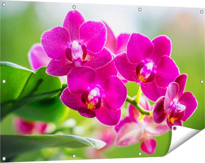 Gards Tuinposter Roze Orchidee Bloemen - 120x80 cm - Tuindoek - Tuindecoratie - Wanddecoratie buiten - Tuinschilderij
