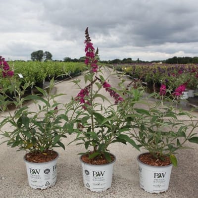 Plants Online BV - Planten - Tuinplanten - Heesters - Set van 1 - Vlinderstruik 'Miss Ruby'