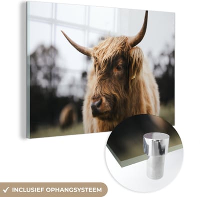 MuchoWow® Glasschilderij 120x80 cm - Schilderij acrylglas - Schotse Hooglander - Dieren - Horens - Foto op glas - Schilderijen