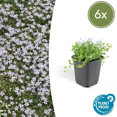 Tuinplantenshop.com | Isotoma fluviatilis | 6 stuks - Ø9cm - 10-25cm hoog - Tuinplant - Multideal