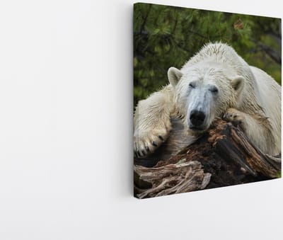Saammp Canvas Schilderij - Ijsbeer op Boom - Natuur - Dieren - 30x30 - Foto op canvas - Wanddecoratie - Muurdecoratie Woonkamer - Slaapkamer decoratie - Canvas Print