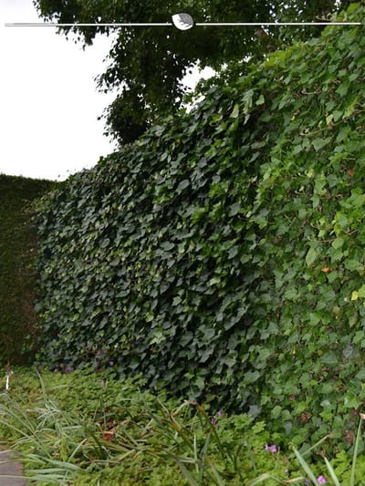 Ierse Klimop Hedera hibernica 150-175 cm in Pot, 12x Haagplant
