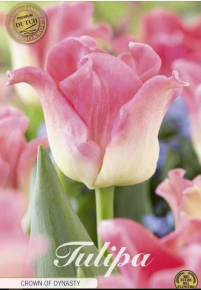 Dutch Finest Quality bloembollen Tulpen Tulp Crown Crown of Dynasty x7 12/+s