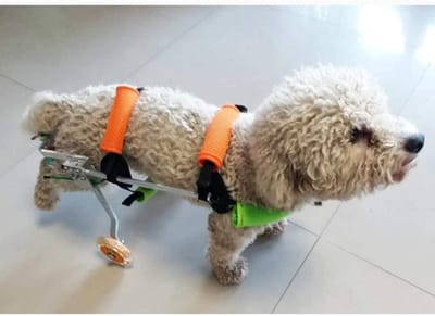 Honden Rolstoel - Hulpstuk Lopen - Huisdier Mobiliteit - Verstelbaar Frame - XXS t/m M - Zilver