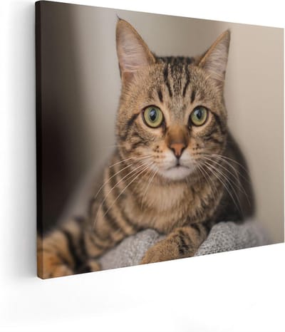 Artaza Canvas Schilderij Katten - 50x40 cm - Muurdecoratie Dierenkop - Wanddecoratie Woonkamer - Kamer Accessoires