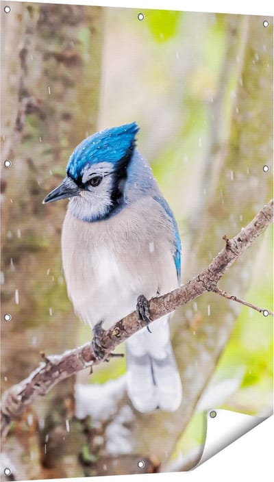 Gards Tuinposter Blauwe Gaai Vogel in de Sneeuw - 80x120 cm - Tuindoek - Tuindecoratie - Wanddecoratie buiten - Tuinschilderij