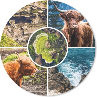 Muismat rond 20x20 cm - Mousepad Schotse hooglander - Dieren - Natuur - Ronde muismatten
