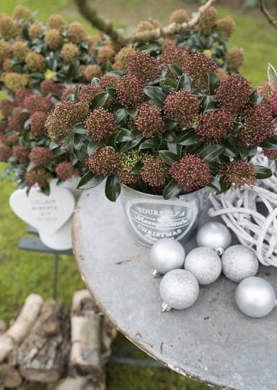 Skimmia jap. Marlot - Set van 2 - Potmaat 2 liter - Creme Groene Bloem - Wintergroen