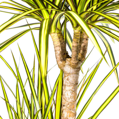 De Drakenboom, Blad met Gele of Lichtgroene Randen.Tropische Uitstraling, Groene Kamerplant, Dracaena Marginata Sunray Ø21cm -100-110cm