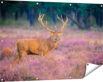 Gards Tuinposter Hert in de Weide tijdens Zonsondergang - 120x80 cm - Tuindoek - Tuindecoratie - Wanddecoratie buiten - Tuinschilderij