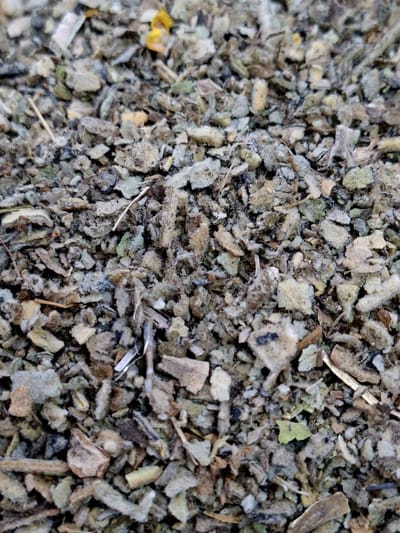 Koningskaars (Verbascum thapsus)50g Gedroogd, gesneden