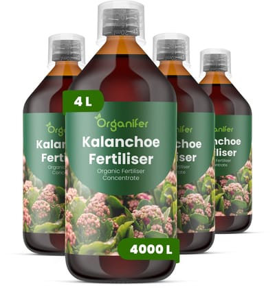 Vloeibare Meststof Voor Kalanchoe 4X1 L Voor 4000 L - Npk 2-1-8 - Compacte Groei - Langdurige Bloei - Sterke Stelen - Wortelvitaliteit - Bladstevigheid - Kleurintensiteit - Bloemkwaliteit - Vetplanten - Organifer