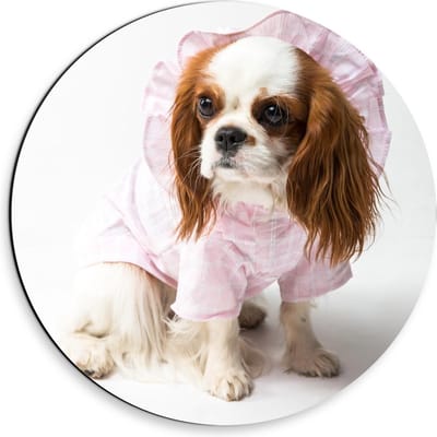 Dibond Wandcirkel - Klein Hondje met Roze Pakje aan  - 30x30cm Foto op Aluminium Wandcirkel (met ophangsysteem)