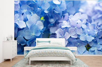 Behang - Fotobehang Hortensia - Waterdruppel - Bloemen - Botanisch - Blauw - Breedte 320 cm x hoogte 240 cm