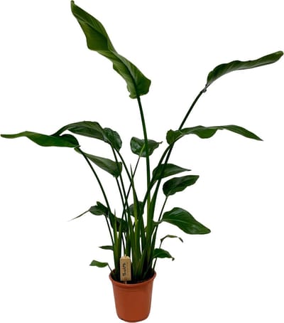 Witte Paradijsvogelplant, Tropische Groene Plant, Strelitzia Nicolai, Ø21cm - 120cm