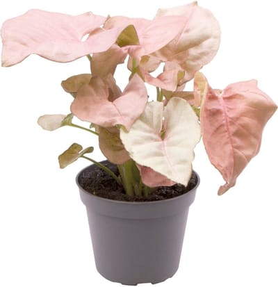 Aquafleur Syngonium Neon | In 5 cm pot