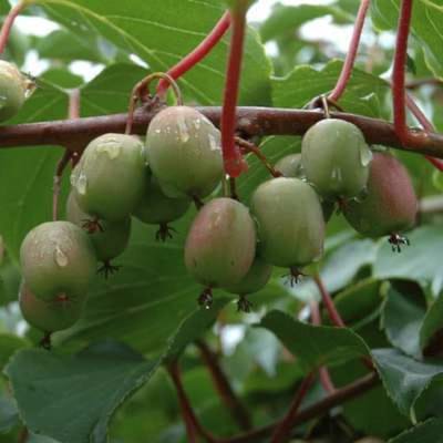 Actinidia arguta 'Weiki' (mnl) - Kiwibes, baby kiwi, kiwiberry 50-60 cm in pot