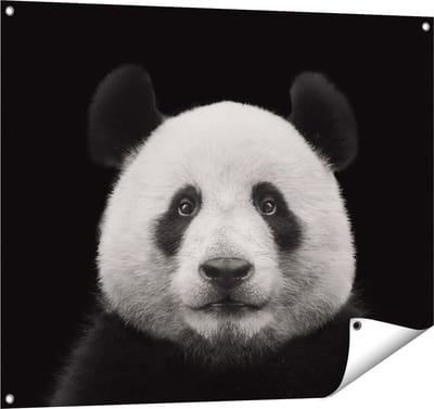 Gards Tuinposter Panda - Pandakop - 100x80 cm - Tuindoek - Tuindecoratie - Wanddecoratie buiten - Tuinschilderij