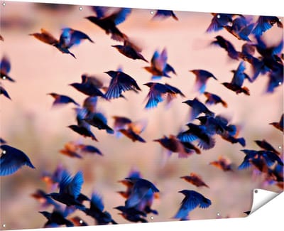 Gards Tuinposter Groep Vliegende Blauwe Spreeuw Vogels - 180x120 cm - Tuindoek - Tuindecoratie - Wanddecoratie buiten - Tuinschilderij