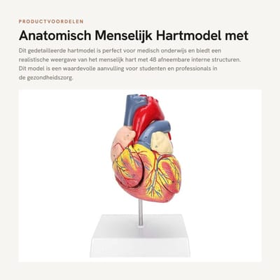 Dailygoods- Hartmodel met 48 afneembare structuren - Anatomisch model - Medisch onderwijs - Nauwkeurig pedagogisch gebruik - 2 delen - 3 onderdelen