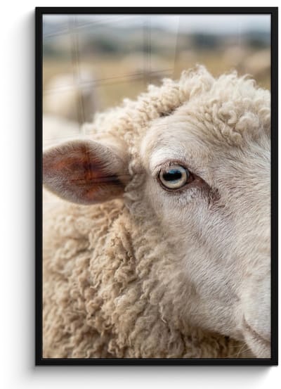 Poster in lijst - Fotolijst 80x120 cm - Posters - Schaap - Oog - Wit - Posterlijst zwart - Decoratie - Wanddecoratie woonkamer - Muurdecoratie slaapkamer