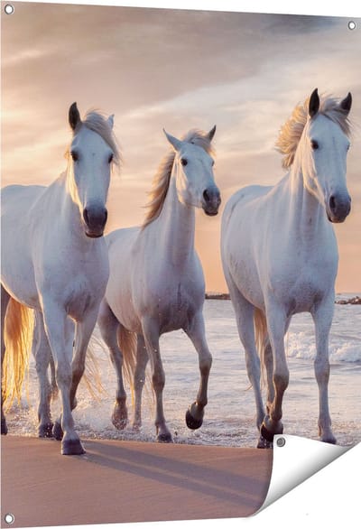 Gards Tuinposter Witte Paarden op het Strand bij Water - 80x100 cm - Tuindoek - Tuindecoratie - Wanddecoratie buiten - Tuinschilderij