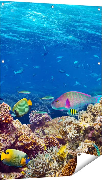 Gards Tuinposter Vissen met Koraalrif in de Oceaan - 80x120 cm - Tuindoek - Tuindecoratie - Wanddecoratie buiten - Tuinschilderij