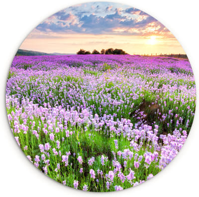 WallCircle® Wandcirkel 60x60 cm - Muurcirkel Bloemen - Lavendel - Paars - Lucht - Zonsondergang - Weide - Natuur - Muurdecoratie woonkamer - Wanddecoratie slaapkamer - Kamer decoratie accessoires - Ronde schilderijen