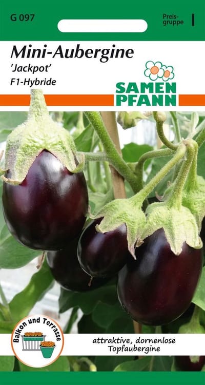 Aubergine, mini-aubergine, Jackpot F1 - Bestverkochte groentezaden