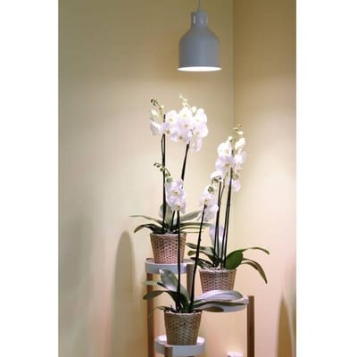 Venso EcoSolutions E27 SAGA lampenkap wit, verbeterde fotosynthese en hogere chlorofylvorming, LED groeilamp, groeilicht voor kamerplanten, groenten, bloemen