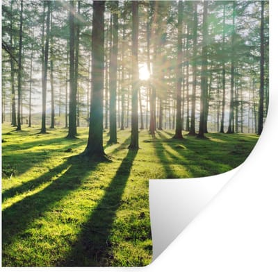 Muurstickers - Sticker Folie - Bomen - Natuur - Bos - 100x100 cm - Plakfolie - Muurstickers Kinderkamer - Zelfklevend Behang XXL - Zelfklevend behangpapier - Stickerfolie