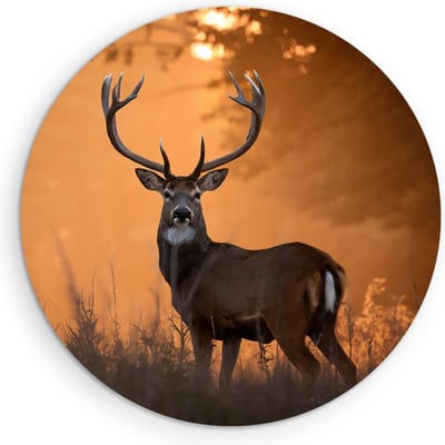 Saammp Muurcirkel Hout - jong hert met zonsondergang in hoog gras - Natuur - Dieren - Ø 90 - Wandcirkel - Wanddecoratie Cirkel - Muurdecoratie Woonkamer - Slaapkamer decoratie - Rond Schilderij