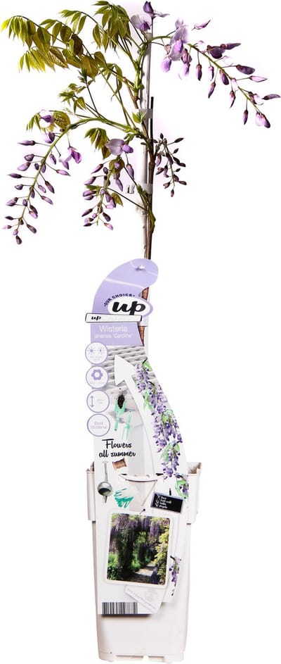 Hello Plants Wisteria Sinensis Caroline Blauwe Regen Lilapaars - Klimplant, Sierheester - Ø 15 cm - Hoogte: 65 cm