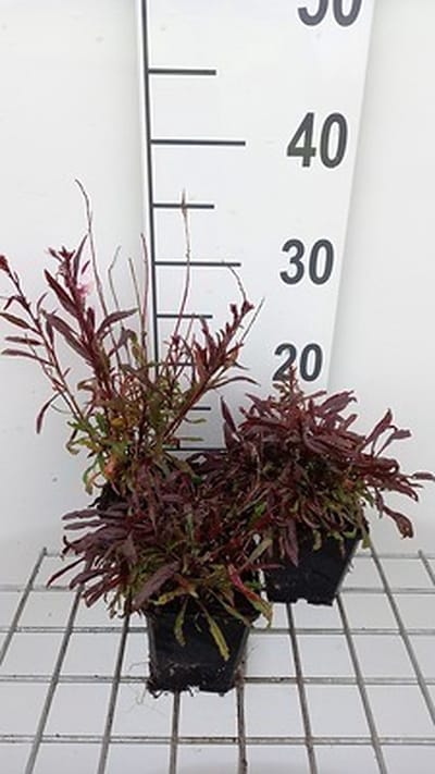 6x Galium - Gaura lindh. 'Gaudi Pink' ( oenothera lindh.) | 9x9 cm pot