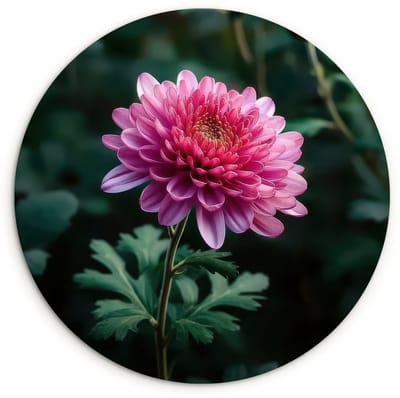 WallCircle® Wandcirkel 120x120 cm - Muurcirkel Blad - Chrysant - Roze - Schaduw - Muurdecoratie woonkamer - Wanddecoratie slaapkamer - Kamer decoratie accessoires - Ronde schilderijen XXL