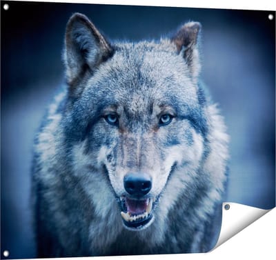 Gards Tuinposter Wolvenkop met Blauwe Ogen - Wolf - 100x80 cm - Tuindoek - Tuindecoratie - Wanddecoratie buiten - Tuinschilderij