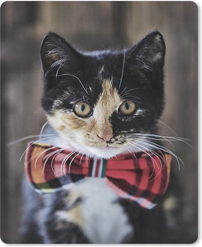 Muismat Katten - Kat met strikje muismat rubber - 19x23 cm - Muismat met foto