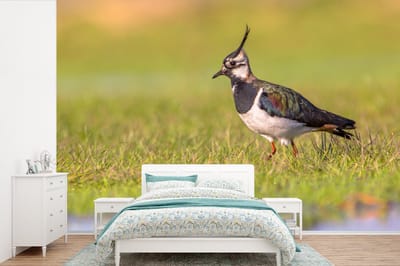 Behang - Fotobehang Vogel - Gras - Natuur - Dieren - Kievit - Breedte 600 cm x hoogte 400 cm