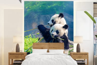 Behang - Fotobehang Panda - Bamboe - Gras - Dieren - Breedte 205 cm x hoogte 280 cm