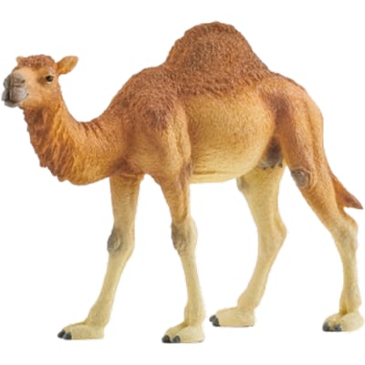 schleich WILD LIFE - Dromedaris - Speelfiguur - Kinderspeelgoed voor Jongens en Meisjes - 3 tot 8 jaar - 14832
