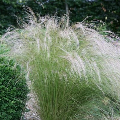 12 x Vedergras Ponytails Groen|Geel - Winterhard Siergras - Stipa tenuissima 'Ponytails' in 9x9cm pot met hoogte 5-10cm