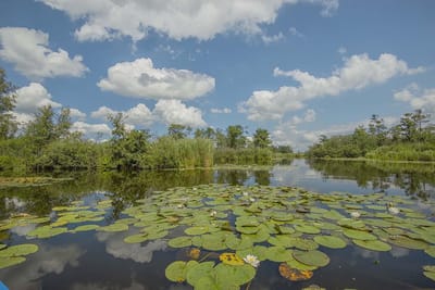 Fotobehang Nieuwkoopse Plassen 250 x 260 cm - € 175,--
