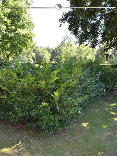 Laurier Prunus Herbergii 80-100 cm, 7x Haagplant