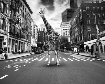 Luxe Wanddecoratie - Fotokunst 'Giraffe in town'- Gallerie kwaliteit Plexiglas 5mm.- Blind Aluminium Ophangsysteem - 60 x 90 - Akoestisch en UV Werend - inclusief verzending - ;