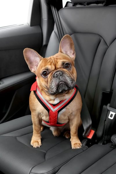 Verstelbare Honden Veiligheidsgordels voor in de Auto - Maat M