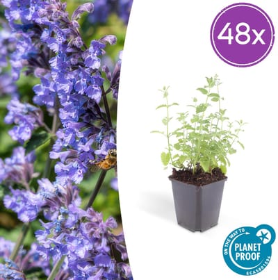 Trendyplants - Nepeta 'Six Hills Giant' - 48 stuks - Kattenkruid - Winterhard - Hoogte 10-30 cm - Potmaat Ø9cm