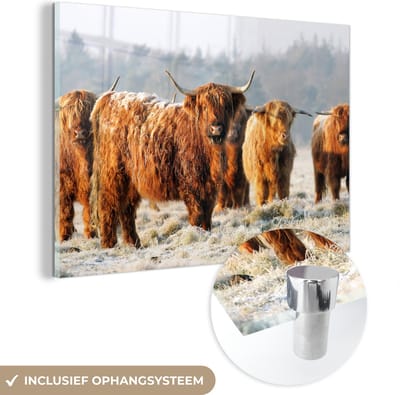 MuchoWow® Glasschilderij 150x100 cm - Schilderij acrylglas - Schotse Hooglanders - Sneeuw - Bos - Foto op glas - Schilderijen