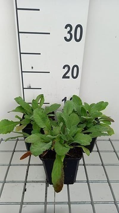 6x Duifkruid - Scabiosa ochroleuca | 9x9 cm pot