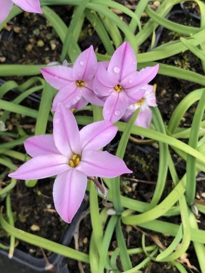 6x Oude wijfjes/Voorjaarster - Ipheion uniflorum 'Charlotte Bishop' | 9x9 cm pot